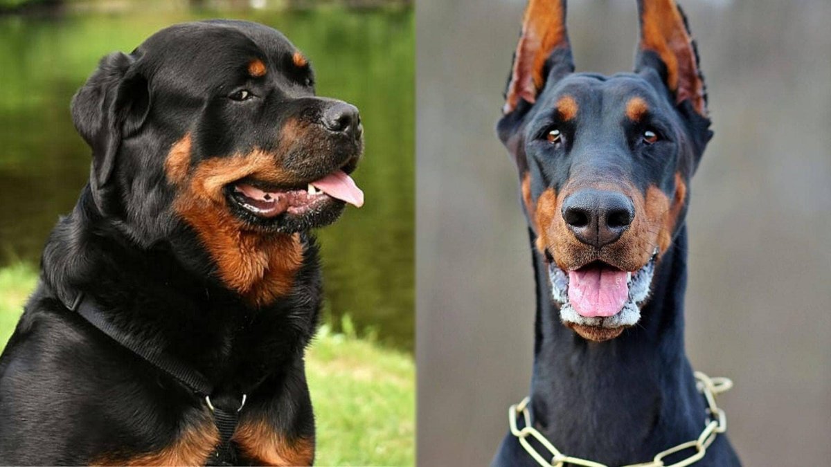 Доберман ротвейлер и овчарка