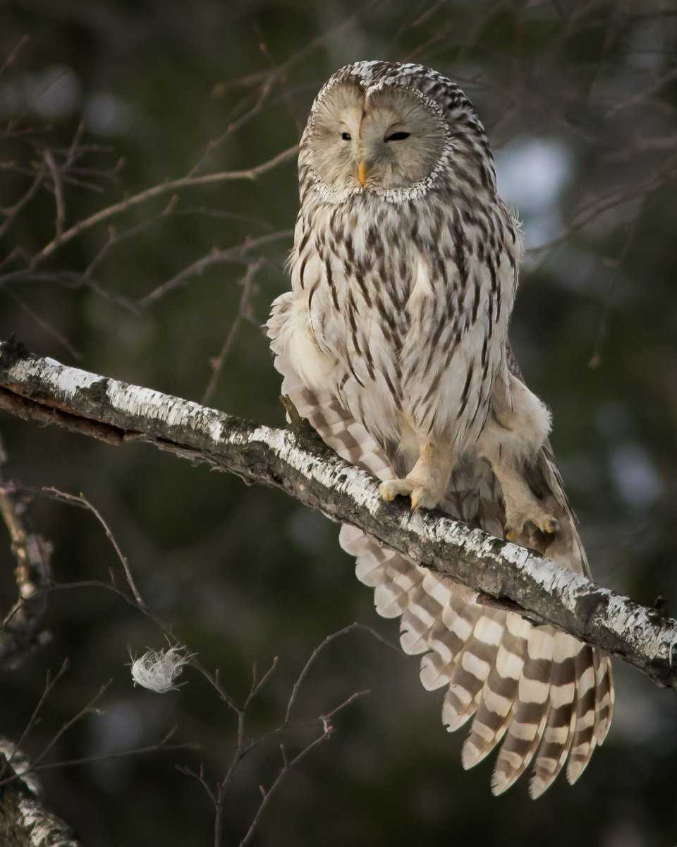 Совы ленинградской области