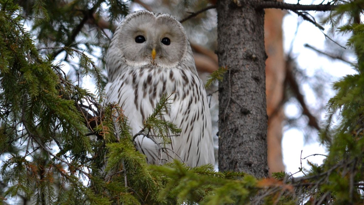 Совы Карелии