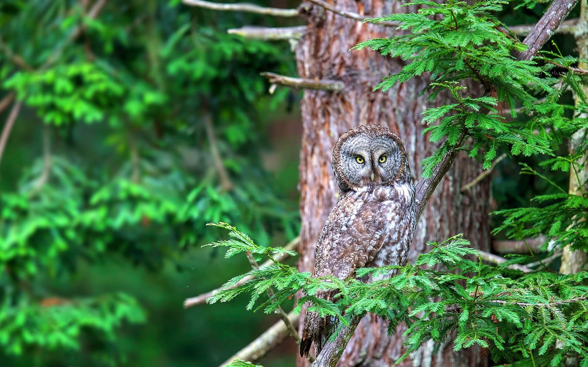 Сова на ветке ели