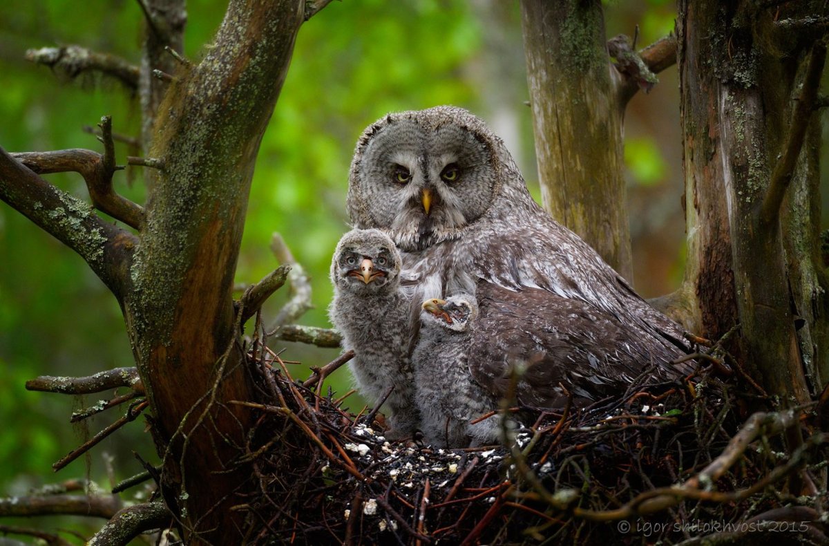 Бородатая неясыть птенец