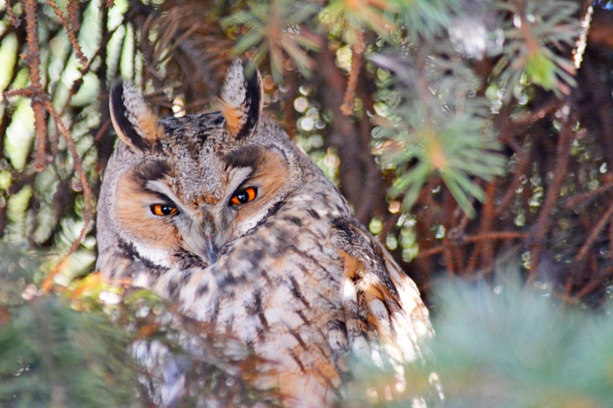 Ушастые Совы Петербурге