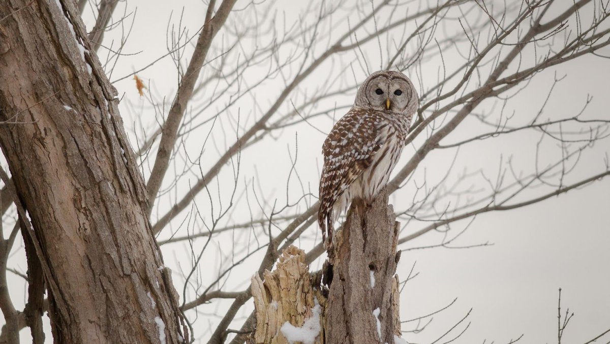 Полярная Сова на ветке