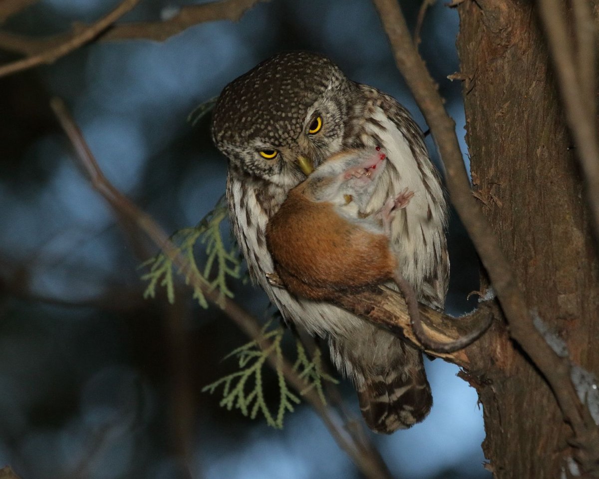 Воробьиный Сыч птенец