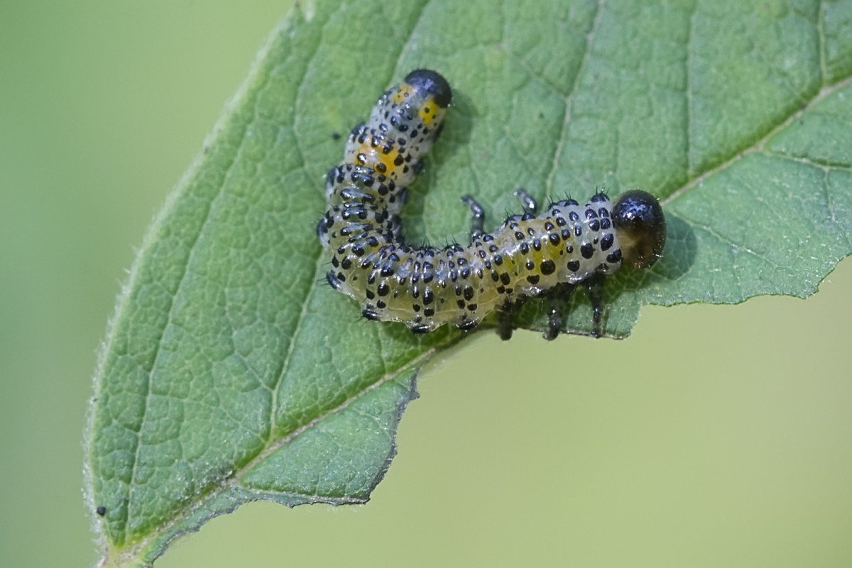 Желтый крыжовниковый пилильщик