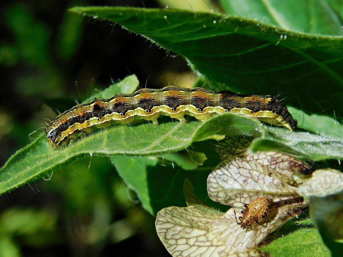 Рапсовый пилильщик гусеница