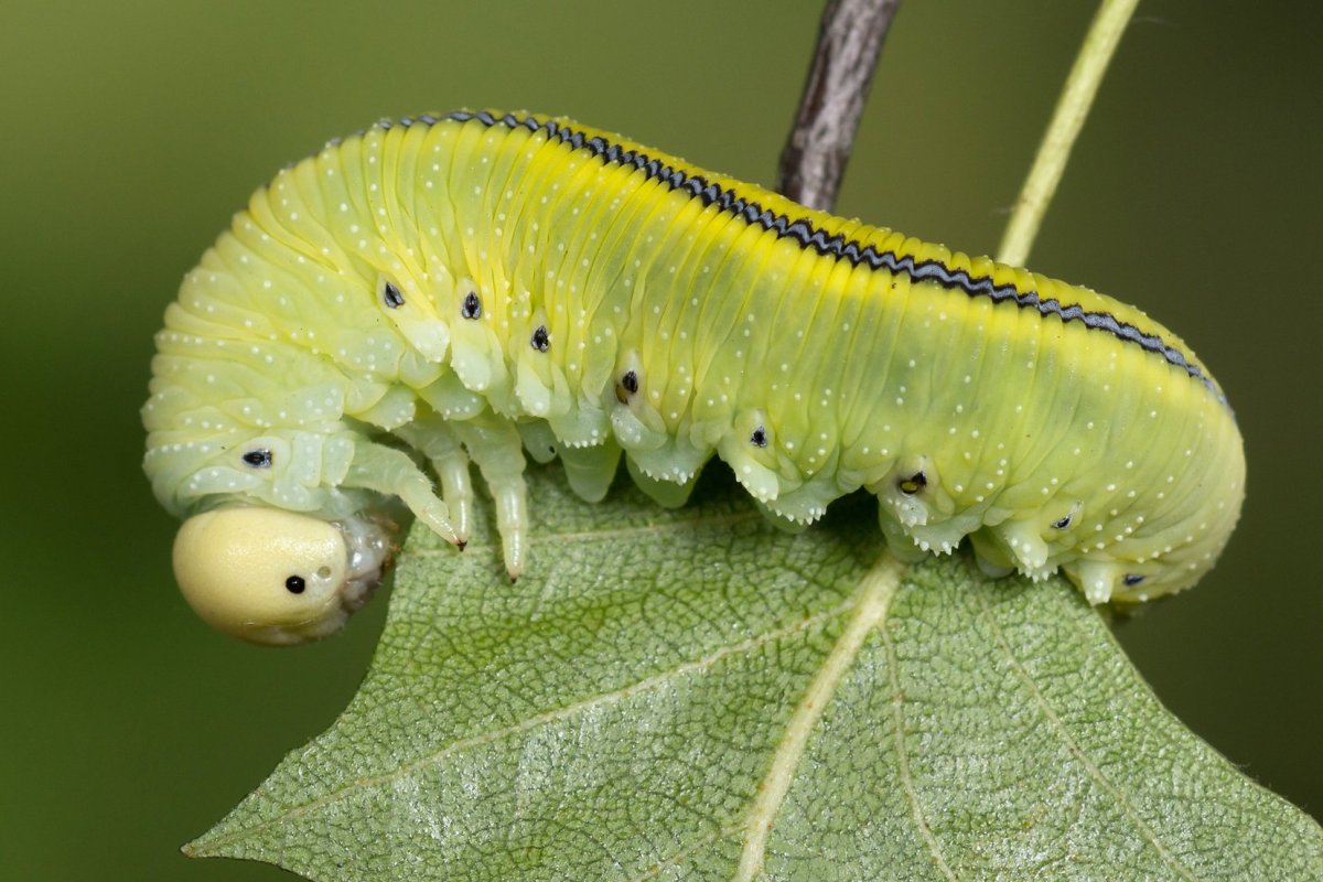 Пилильщик березовый гусеница