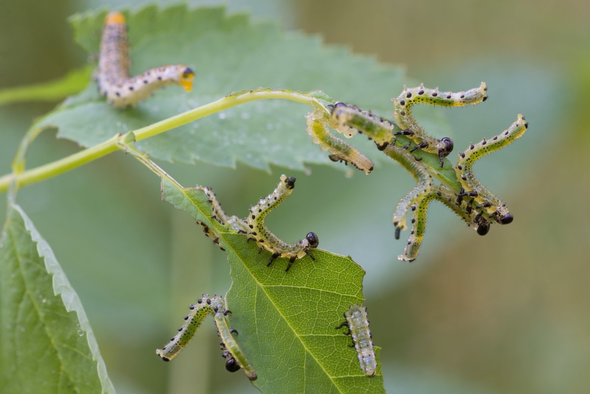 Пилильщик Земляничный кольчатый
