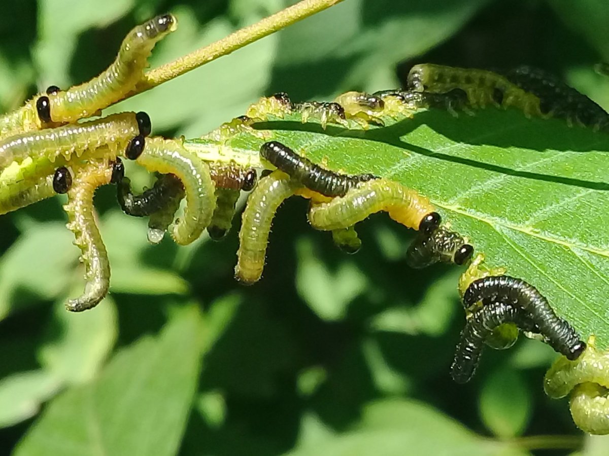Рапсовый Листоед личинка