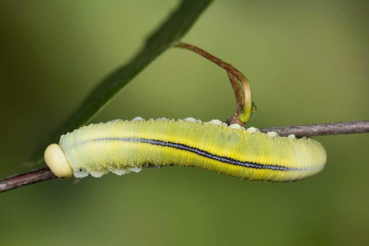Березовый пилильщик ложногусеница