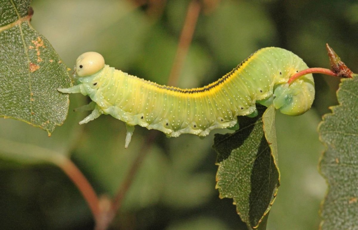 Цимбекс берёзовый гусеница