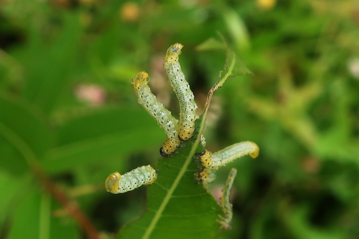 Личинки крыжовникового пилильщика