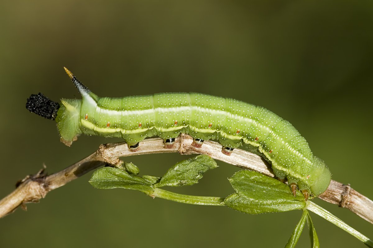 Macroglossum stellatarum гусеница