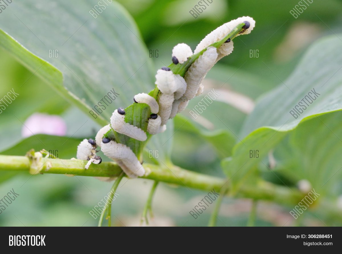 Phymatocera aterrima