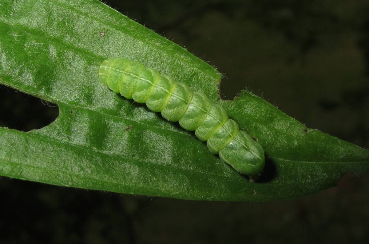 Гусеница молбиол