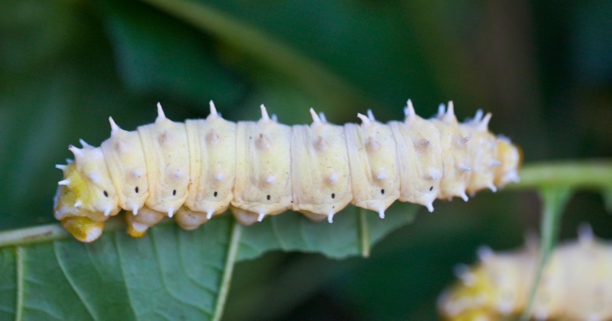 Айлантовый шелкопряд гусеница