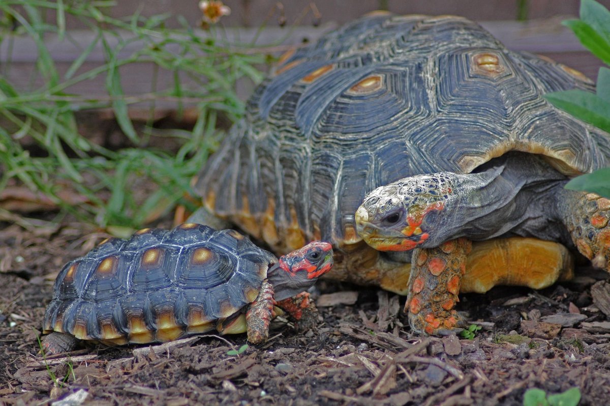 Черепахи домашние маленькие Сухопутные