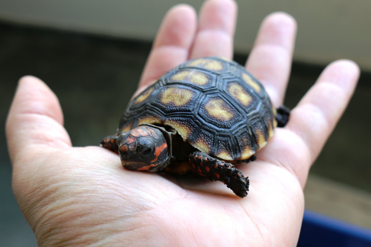 Карликовые Черепашки