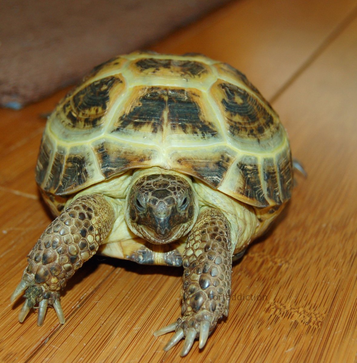 Сухопутная черепаха