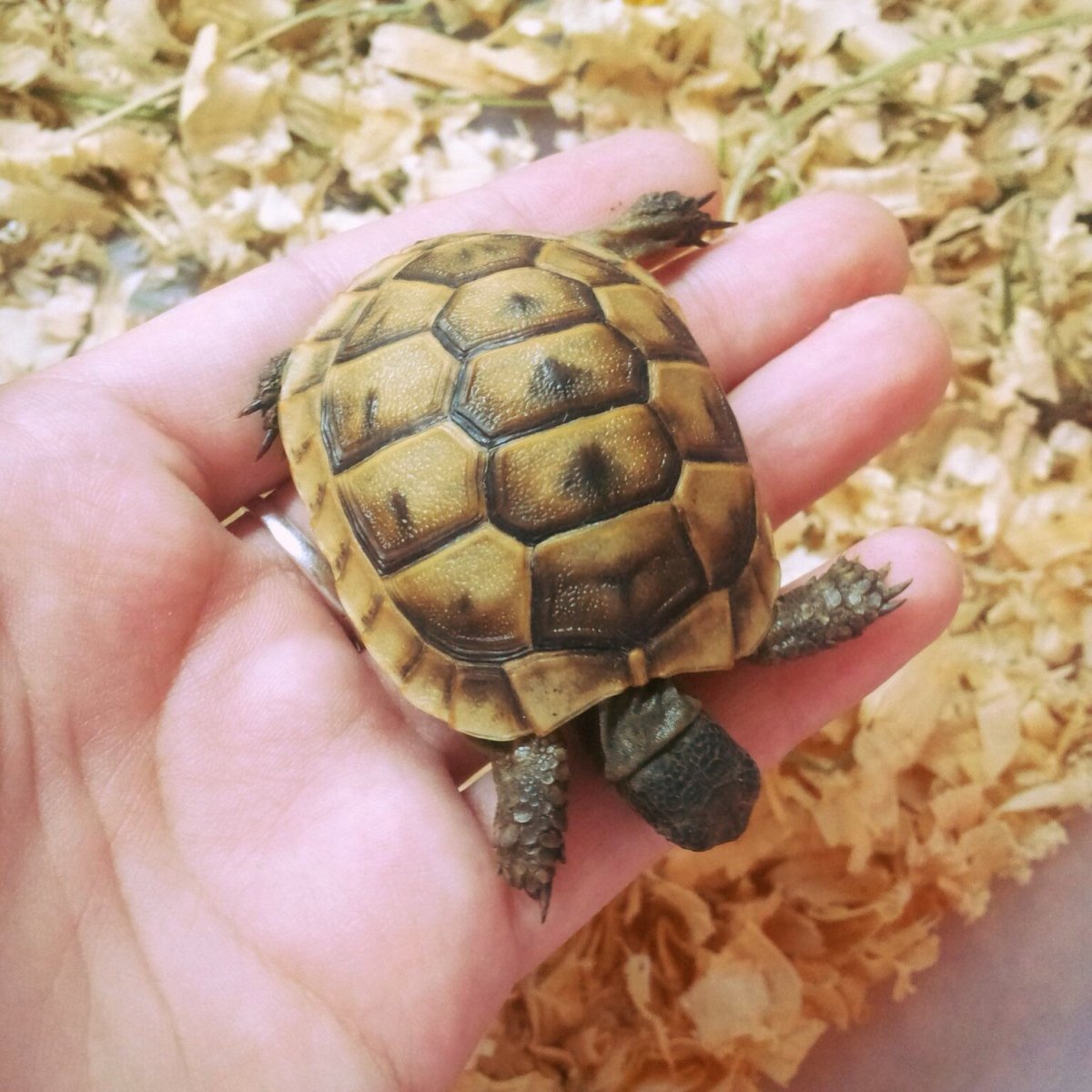Среднеазиатская черепаха маленькая