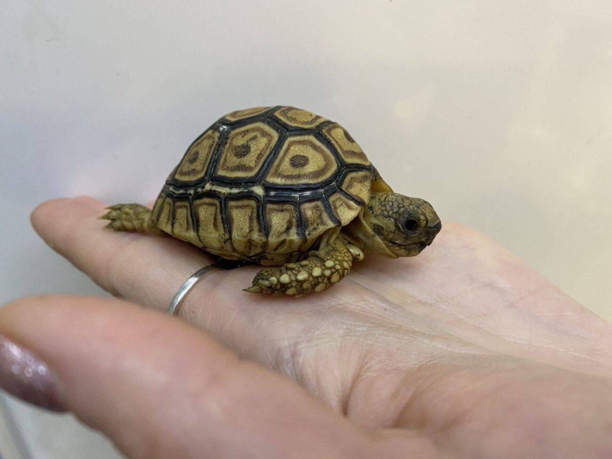 Пантеровая черепаха