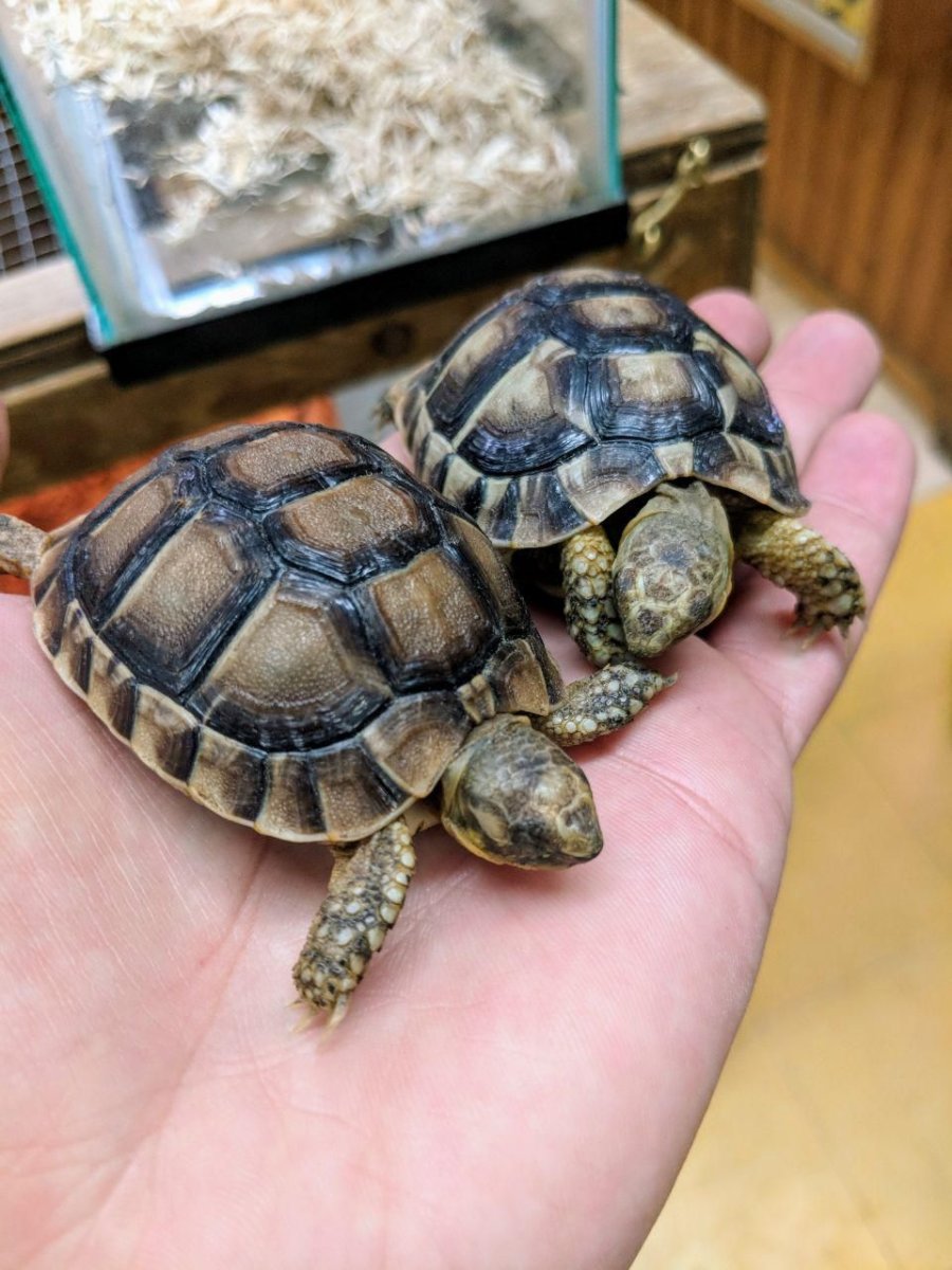Черепахи домашние