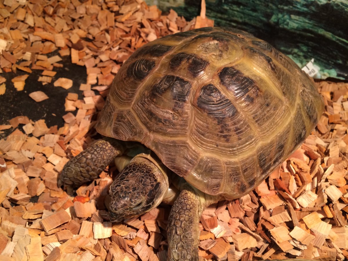 Красноухая черепаха сухопутная