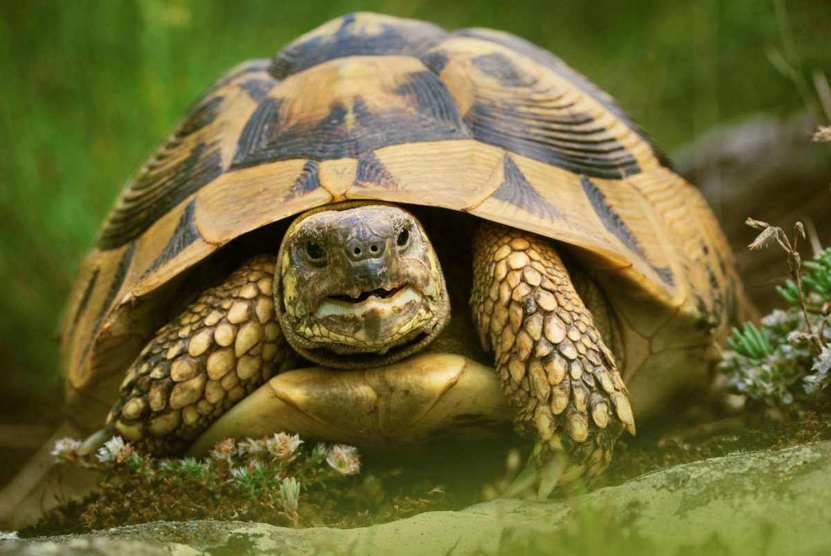Testudo Hermanni