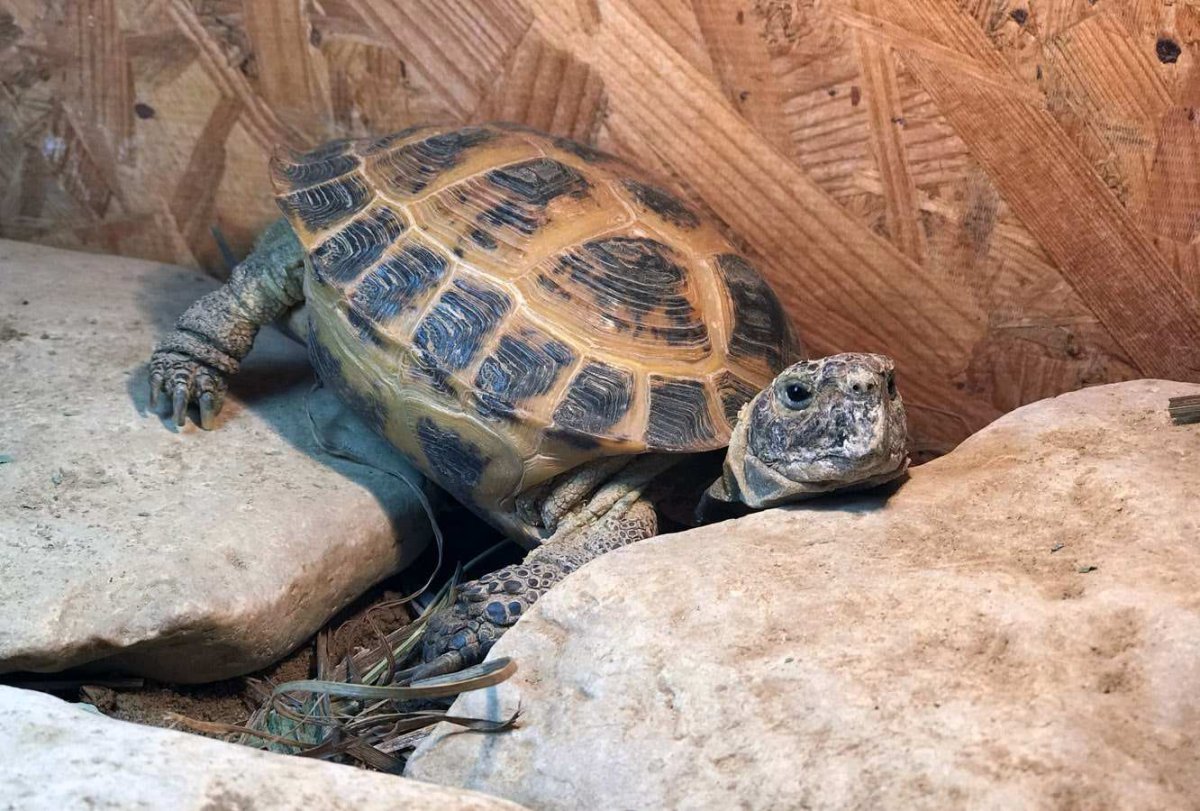 Среднеазиатская сухопутная черепаха