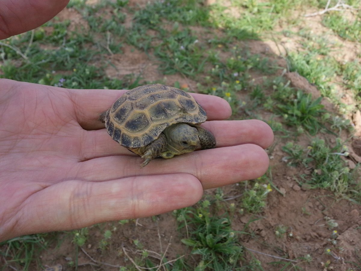 Среднеазиатская черепаха маленькая