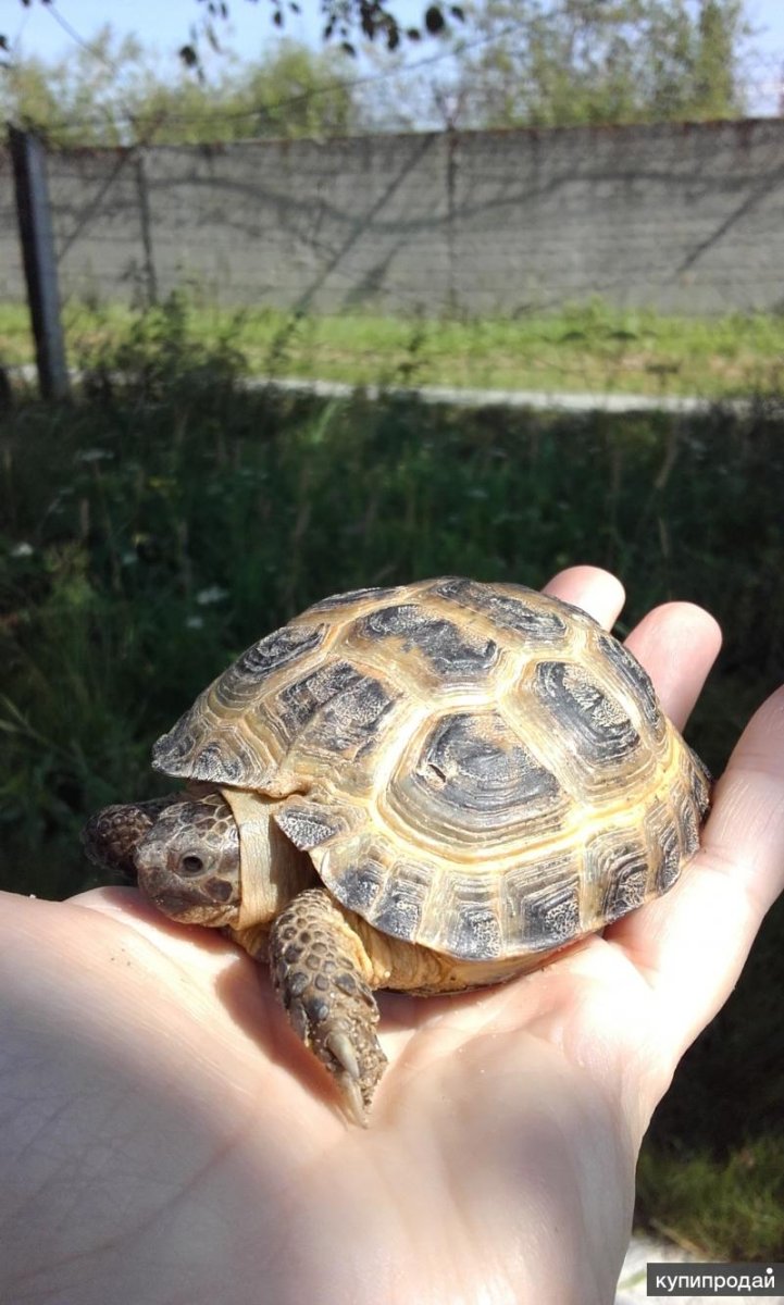 Малыши среднеазиатской черепахи