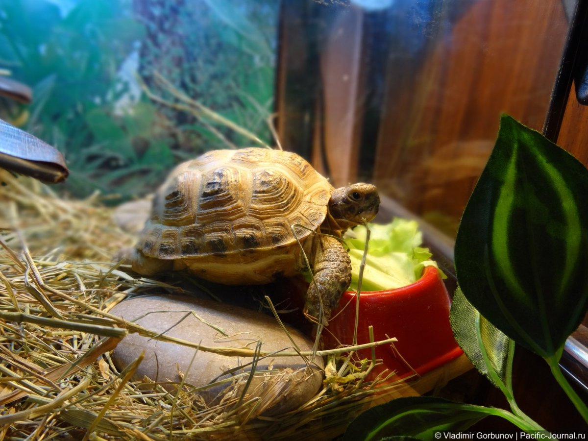 Среднеазиатская черепаха водная