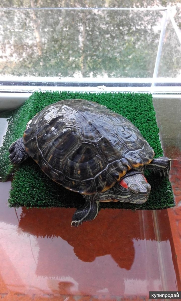 Черепаха домашняя водная
