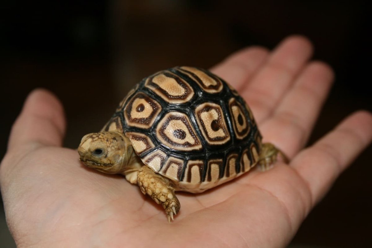 Детеныш среднеазиатской черепахи