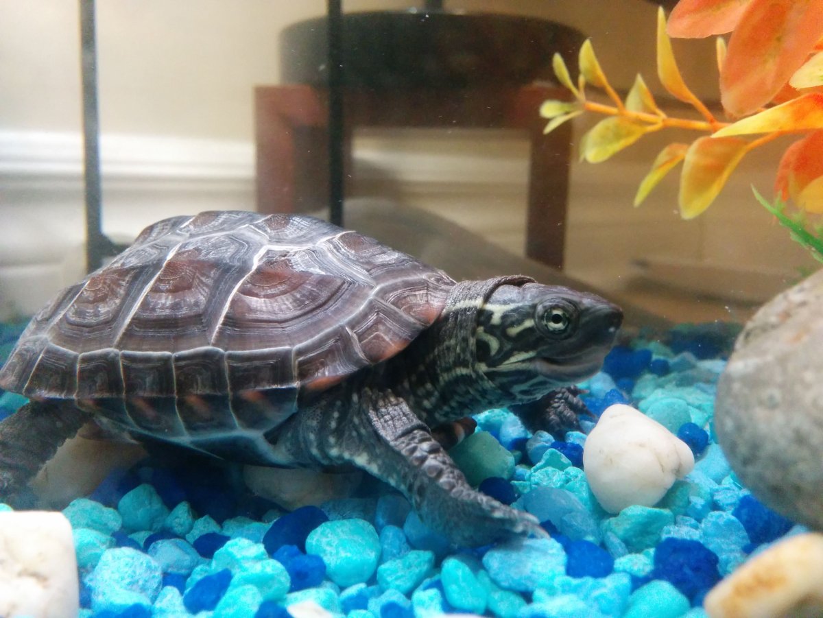 Ривза черепаха