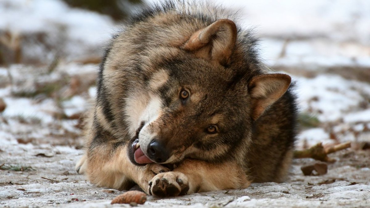 Радостный волк