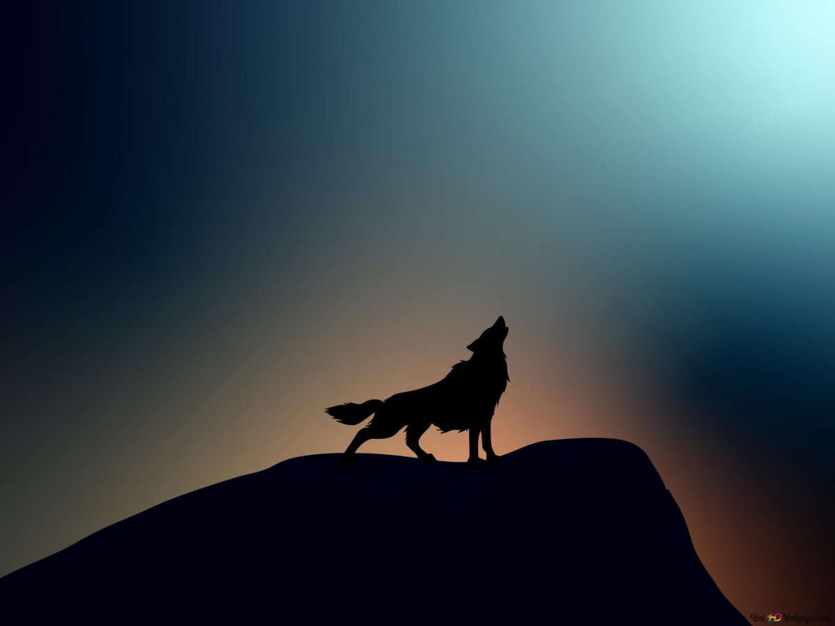 Волк обои HD