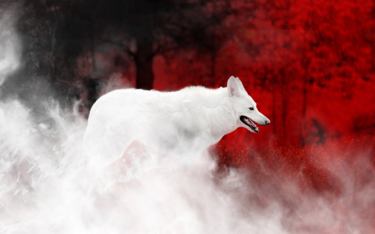 Волк на Красном фоне