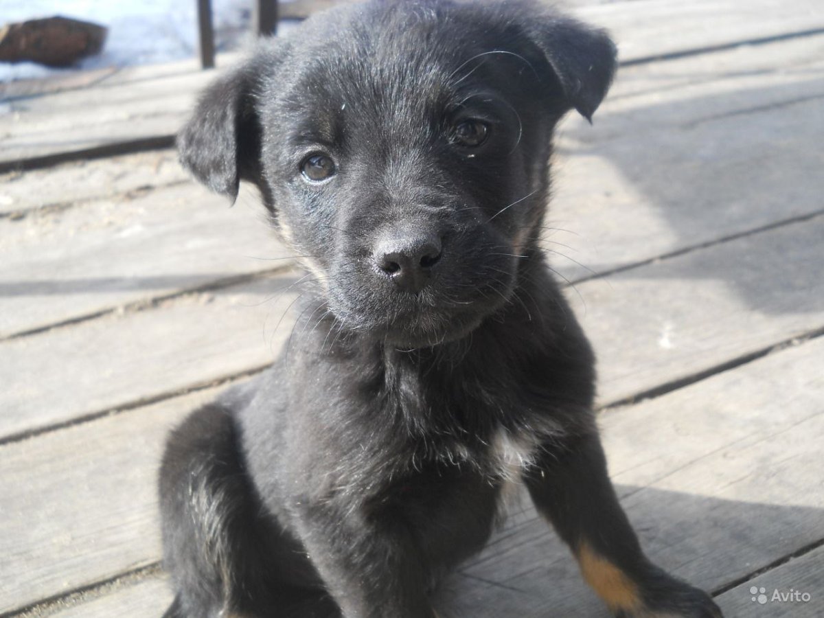 Щенок черный дворняжка дворняжка