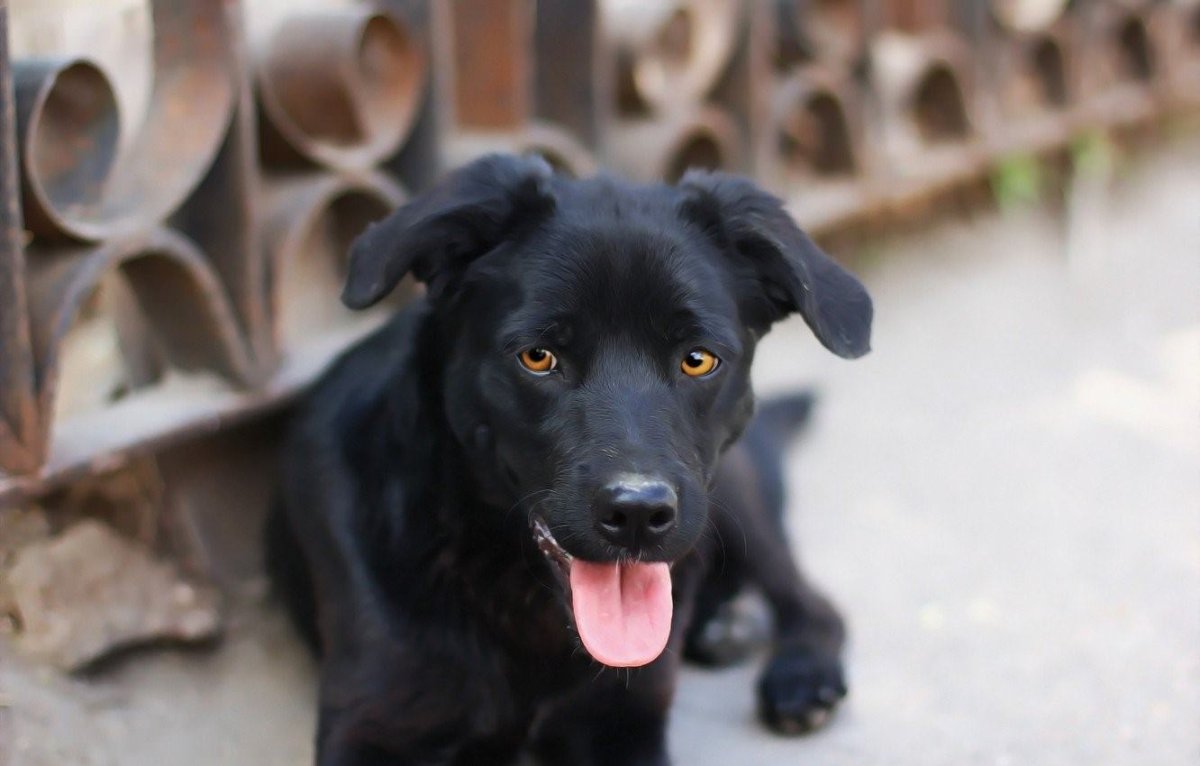Черная дворняжка