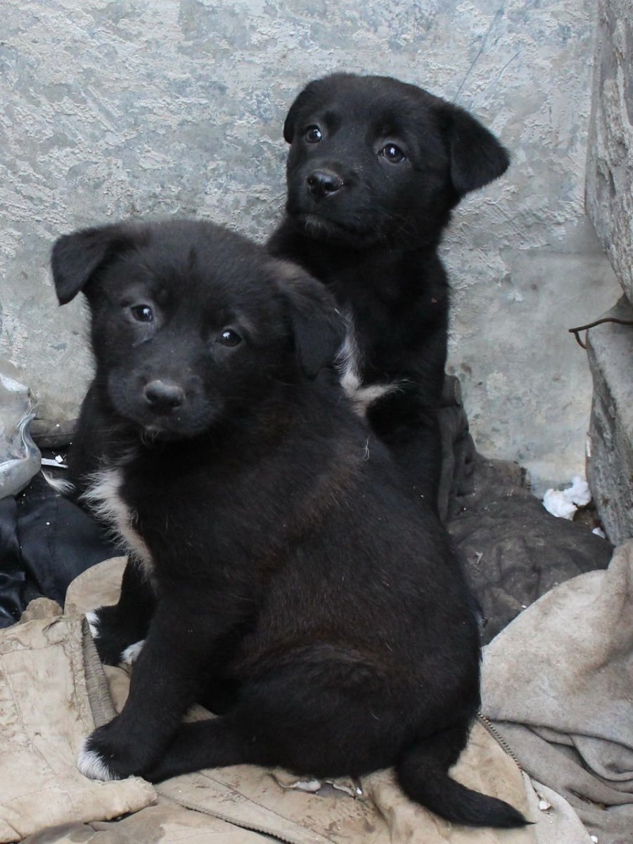 Черный щенок дворняжки