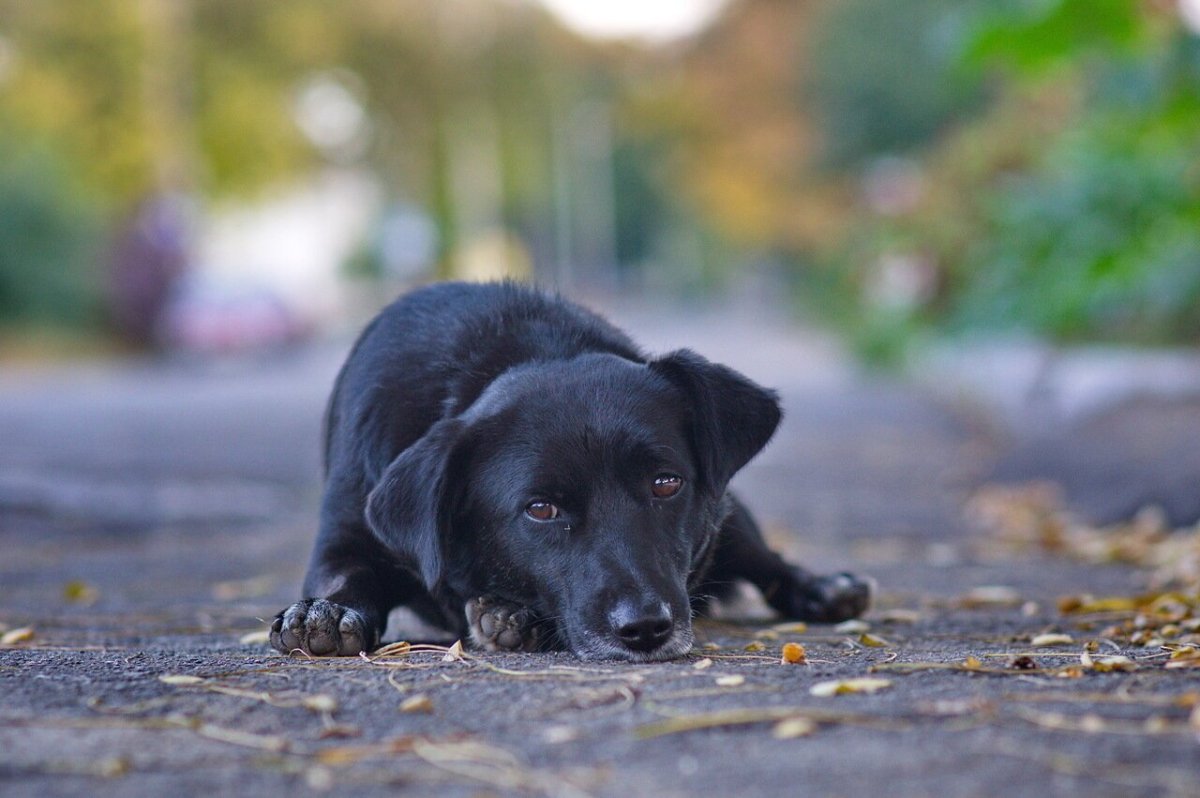 Двортерьер черный