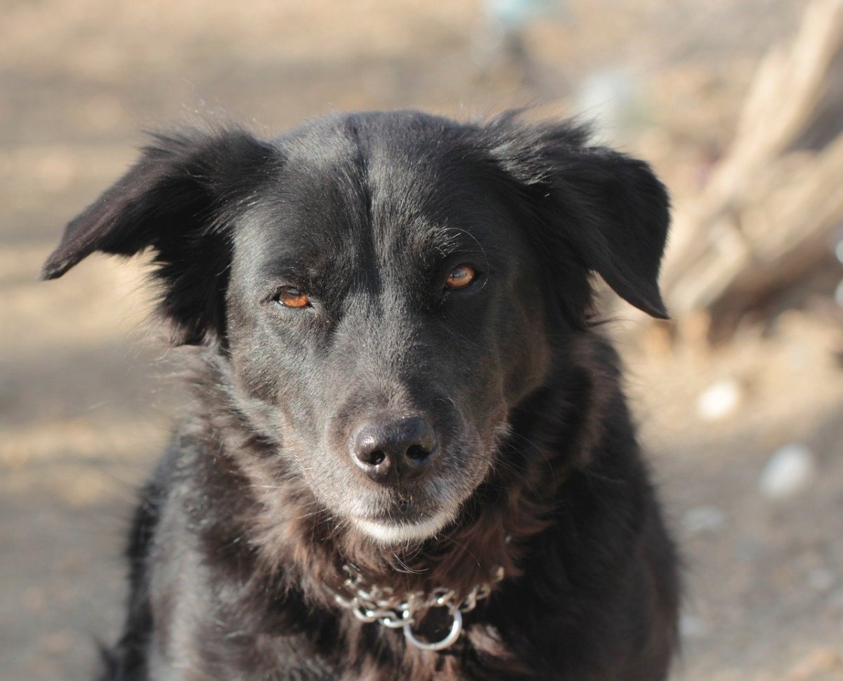 Старая черная собака