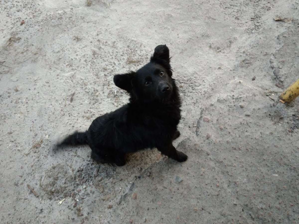 Черная маленькая собачка дворняжка