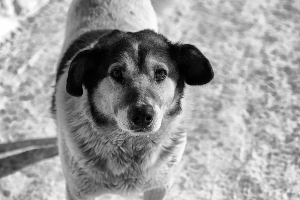 Лопоухая дворняжка