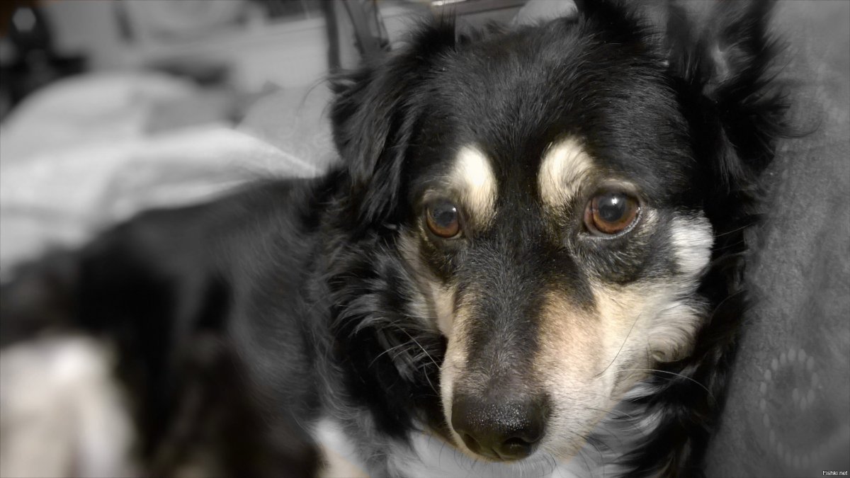 Чистокровный двортерьер