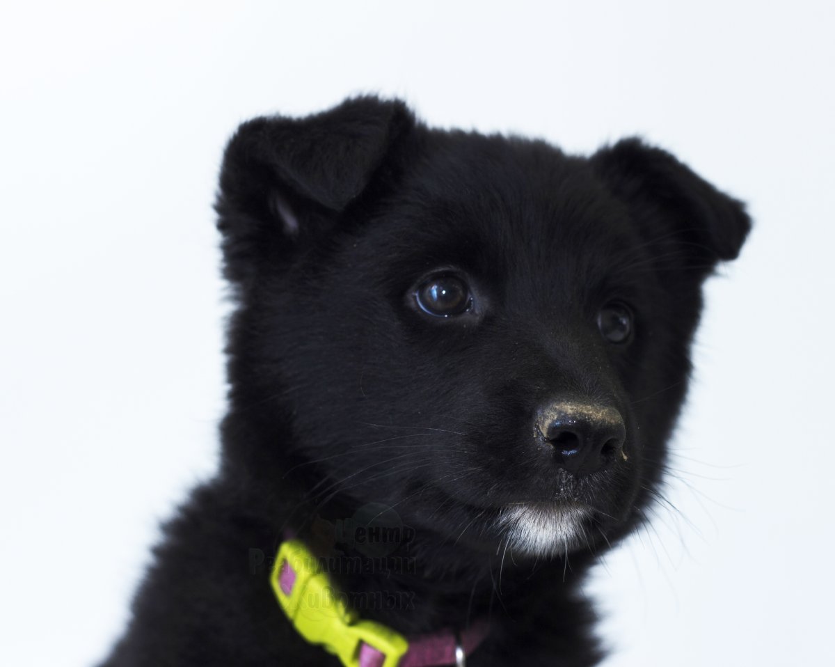 Дворняжка похожая на медвежонка