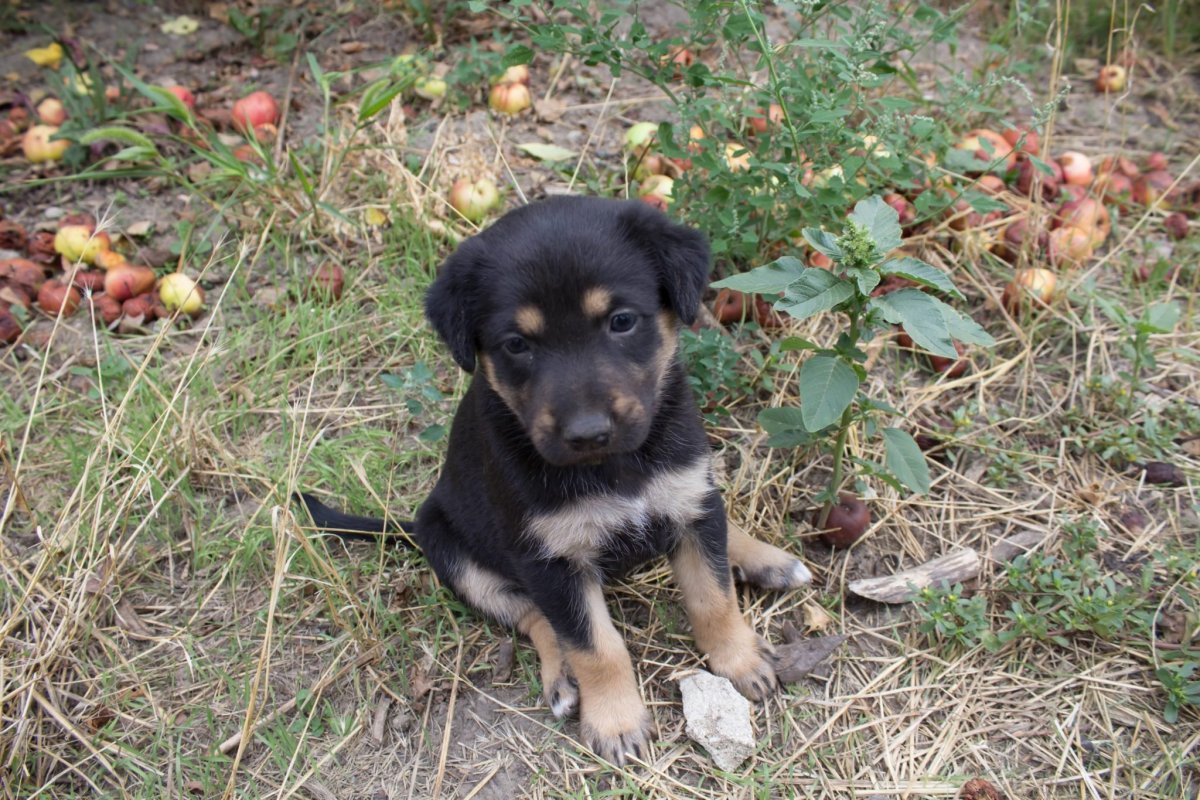 Черно-подпалый двортерьер