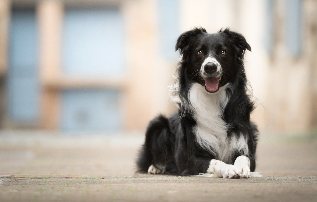 Колли бордер дворняги
