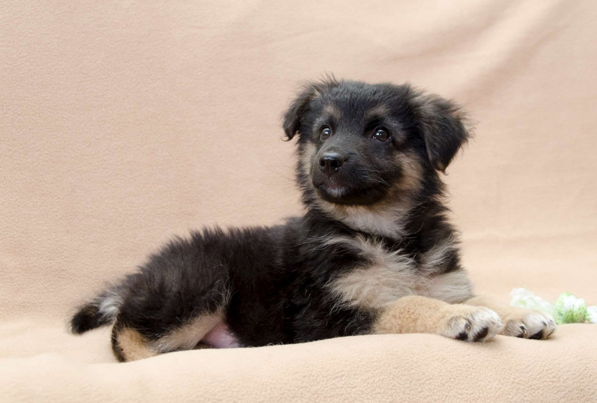 Щенки дворняги